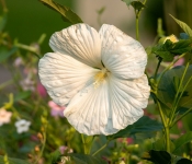 2022 09 12 LongFellowGardens 054